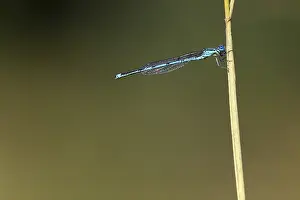 Erythromma lindenii, Blue-eye, Gobled-marked Damselfly