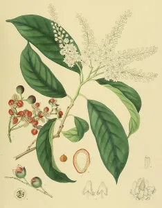 Erythrospermum phytolaccoides, native to Southeast Asia