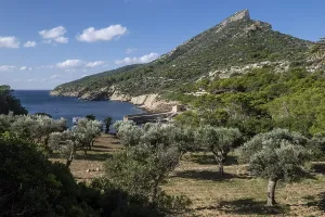 Es Lledo olive grove, Sa Dragonera natural park
