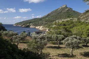 Es Lledo olive grove, Sa Dragonera natural park