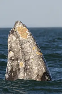 Eschrichtius gibbosus, gray whale (Eschrichtius robustus)