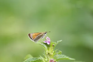 Essex skipper (Thymelicus lineola)