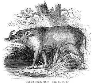The Ethiopian boar, pig, unclean