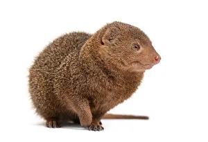Ethiopian dwarf mongoose, Helogale hirtula