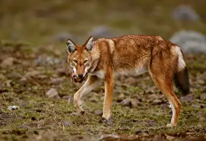 Ethiopian Wolf (Canis simensis) adult