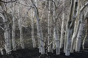 Etna Birches (Betula aetnensis)