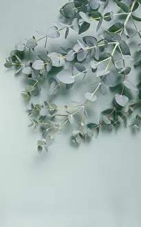 Eucalyptus branch, on a pale green background