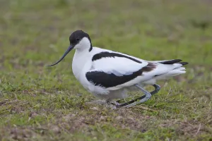 Eurasian Avocet (Recurvirostra avosetta)