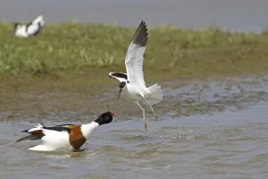 Eurasian Avocet (Recurvirostra avosetta)