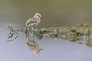 Eurasian Avocet (Recurvirostra avosetta) chick