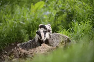 Eurasian Badger (Meles meles) adult and cub