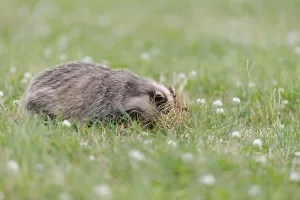 Eurasian Badger (Meles meles) cub