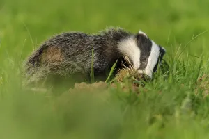 Eurasian Badger (Meles meles) cub
