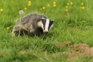 Eurasian Badger (Meles meles) cub