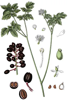 Eurasian Baneberry or Herb Christopher (Actaea spicata L)