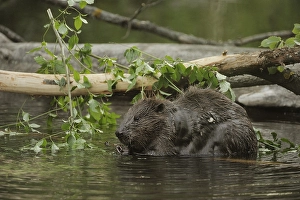 Eurasian Beaver or European Beaver (Castor fiber)