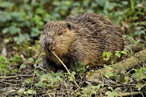 Eurasian beaver, European beaver (Castor fiber)