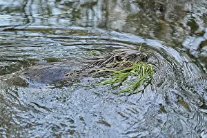 Eurasian beaver, European beaver (Castor fibre)