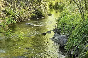 Eurasian beaver, European beaver (Castor fibre)
