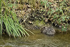 Eurasian beaver, European beaver (Castor fibre)