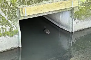 Eurasian beaver, European beaver (Castor fibre)