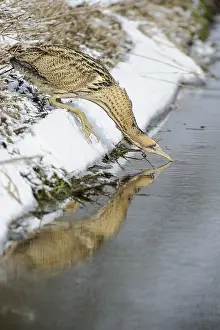Eurasian Bittern (Botaurus stellaris) foraging