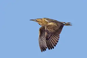 Eurasian bittern, great bittern (Botaurus stellaris) adult in flight against blue sky in winter