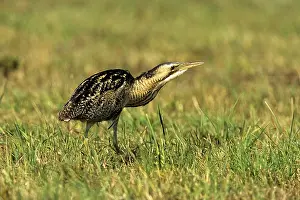 Eurasian Bittern or Great Bittern (Botaurus stellaris) searching for food on a harvested meadow