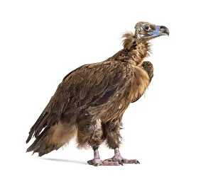 Eurasian black vulture, Aegypius monachus