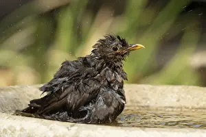 Eurasian blackbird (Turdus merula) adult female garden bird bathing in a bird bath in summer