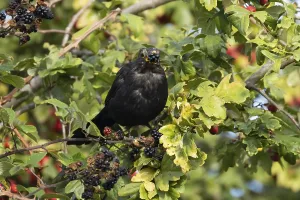 Eurasian blackbird (Turdus merula) adult male bird feeding on a blackberry in a hedgerow in the summer