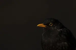 Eurasian blackbird (Turdus merula) adult male bird head portrait