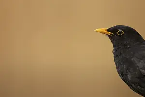 Eurasian blackbird (Turdus merula) adult male garden bird head portrait