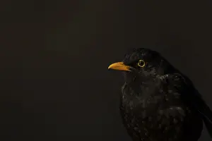 Eurasian blackbird (Turdus merula) adult male garden bird head portrait