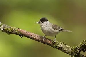 Eurasian Blackcap (Sylvia atricapilla) male