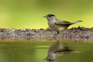 Eurasian Blackcap (Sylvia atricapilla) male