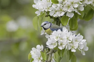 Eurasian Blue Tit (Cyanistes caeruleus)
