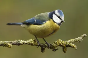 Eurasian Blue Tit (Cyanistes caeruleus)