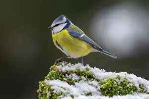 Eurasian blue tit (Cyanistes caeruleus)