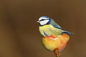 Eurasian Blue Tit (Cyanistes caeruleus) on an apple