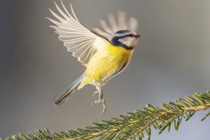 Eurasian blue tit (Cyanistes caeruleus) flying from a branch