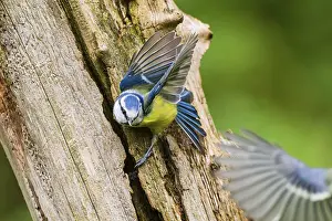Eurasian blue tit (Cyanistes caeruleus) flying from an old wrotten tree trunk at a swamp