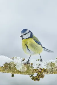 Eurasian blue tit (Cyanistes caeruleus) sitting on a branch