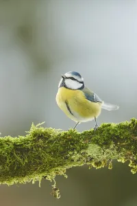 Eurasian blue tit (Cyanistes caeruleus) sitting on an old mossy branch