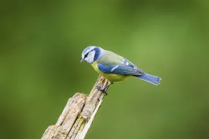 Eurasian blue tit (Cyanistes caeruleus) sitting on an old wrotten tree trunk at a swamp