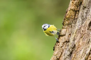Eurasian blue tit (Cyanistes caeruleus) sitting on an old wrotten tree trunk at a swamp