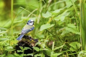 Eurasian blue tit (Cyanistes caeruleus) sitting on an old wrotten tree trunk at a swamp