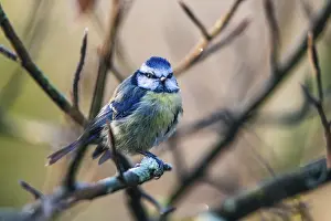 Eurasian Blue Tit (Cyanistes caeruleus) in winter time