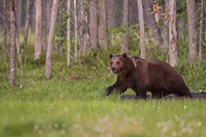 Eurasian Brown Bear (Ursus arctos)