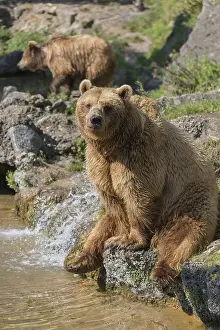 One eurasian brown bear (Ursus arctos arctos)